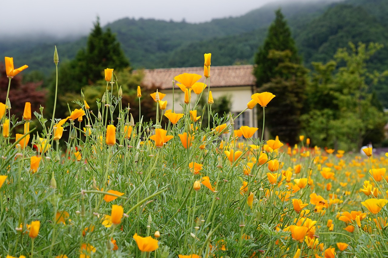 物联卡哪家好：12122app详情下载教程